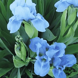 Ирис карликовый Blue