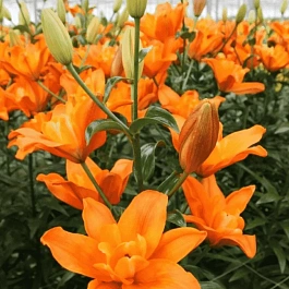 Лилия Double Deuce