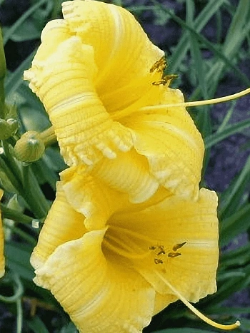 Лилейник Texas Sunlight