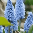 Мускари Azureum