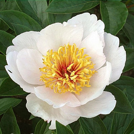 Пион травянистый Реквием