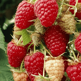 Малина Willamette