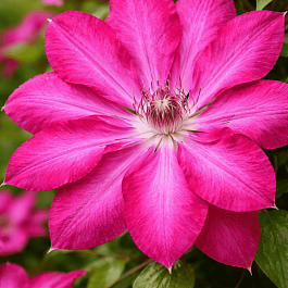 Клематис Red Passion