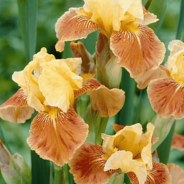 Ирис германский Golden Muffin