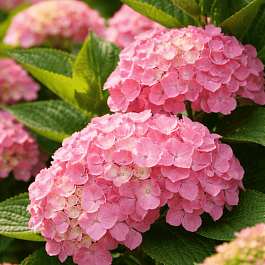 Гортензия Macrophylla pink