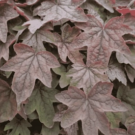 Гейхерелла Art Deco