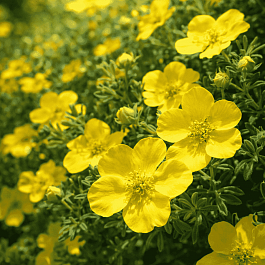 Лапчатка кустарниковая Goldstar