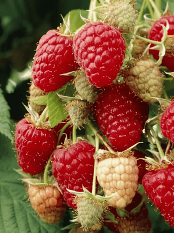 Малина Willamette