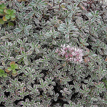 Седум ложный Вариегата