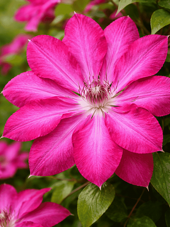 Клематис Red Passion