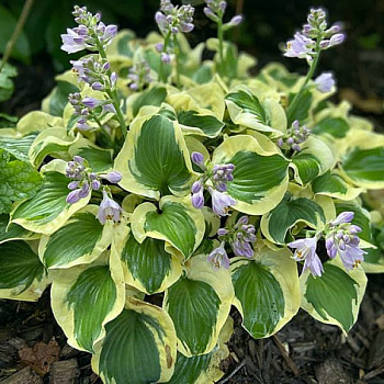 Хоста гибридная Мини Скерт Хоста гибридная Мини Скерт