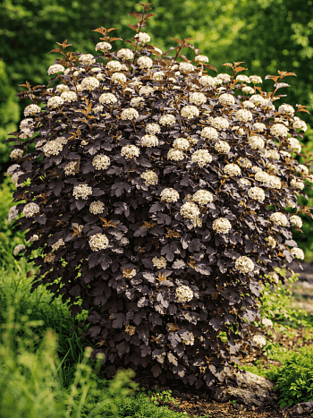 Пузыреплодник калинолистный Diabolo