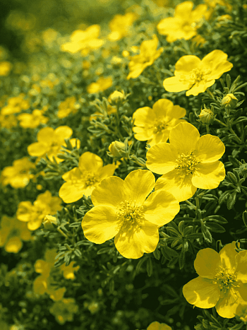 Лапчатка кустарниковая Goldstar