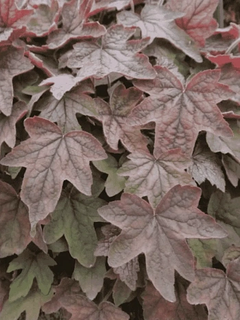 Гейхерелла Art Deco