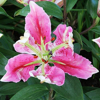 Лилия восточная Пэррот Пинк Кариба