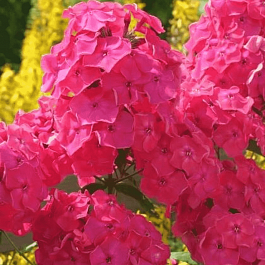 Флокс метельчатый Фаина Раневская