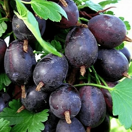 Крыжовник обыкновенный Черномор