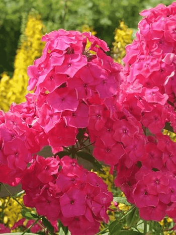 Флокс метельчатый Фаина Раневская