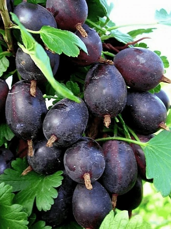 Крыжовник обыкновенный Черномор