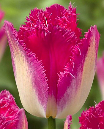 Тюльпан бахромчатый Осер Тюльпан бахромчатый Осер