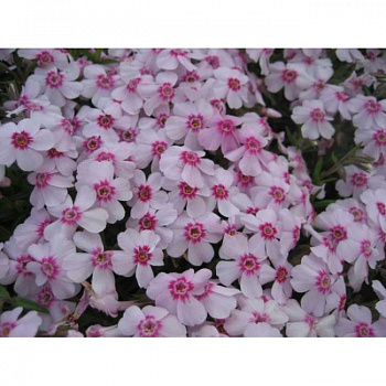 Флокс шиловидный Корал Ай