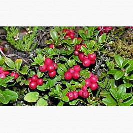 Брусника Мисс Черри