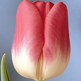 Тюльпан Розарио