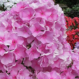 Флокс метельчатый Джеффс Пинк