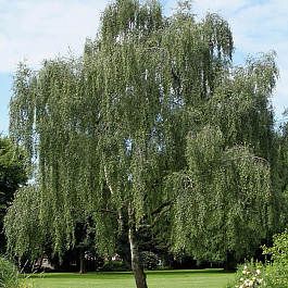 Береза повислая Береза повислая