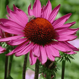 Эхинацея пурпурная Rubinstern