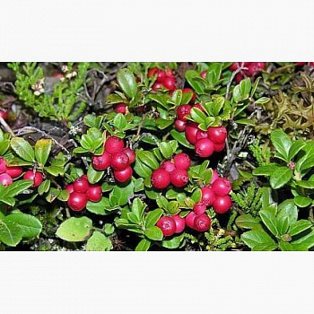 Брусника Мисс Черри