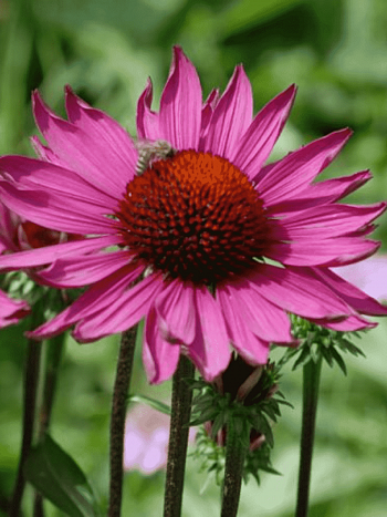 Эхинацея пурпурная Rubinstern