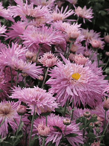 Хризантема корейская Линда