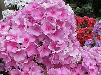 Флокс метельчатый Джеффс Пинк