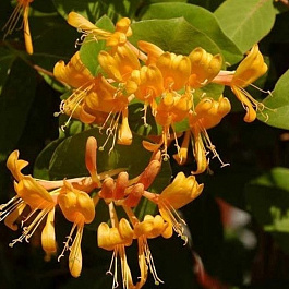 Жимолость Брауна Голден Трампет