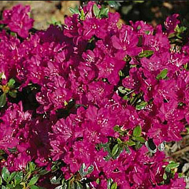 Азалия японская Пурпуртраум