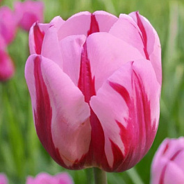 Тюльпан Триумф Притти Принцесс