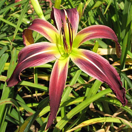 Лилейник гибридный Эплике НАБОР 2ШТ (1+1)