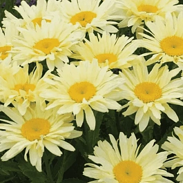 Нивяник наибольший Banana Cream