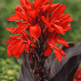 Канна Red Futurity