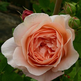 Роза  Английская Кустовая Ambridge Rose