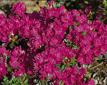 Азалия японская Пурпуртраум