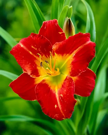 Лилейник Amadeus