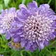 Скабиоза темно-пурпурная Ледяное сердце Скабиоза темно-пурпурная Ледяное сердце
