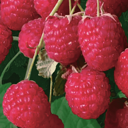 Малина Сказка