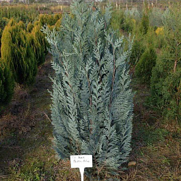 Кипарисовик Лавсона Пелтс Блю