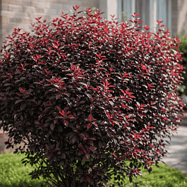 Слива Цистена