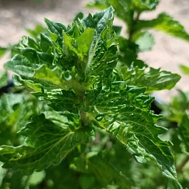 Мята Лимонад с тимьяном