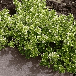 Тимьян лимоннопахнущий Lemon