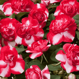 Бальзамин Уоллера Musica Bicolor Cherry